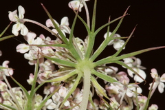 Daucus carota maximus