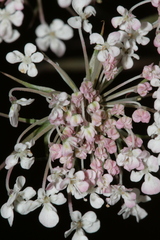 Daucus carota maximus