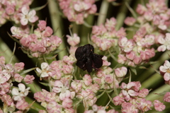 Daucus carota maximus