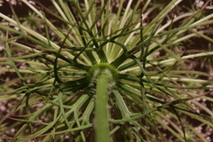 Daucus carota maximus