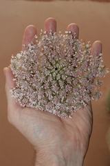 Daucus carota maximus