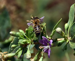 Apis mellifera