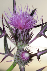 Notobasis syriaca