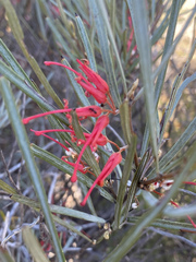 Grevillea extorris
