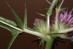 Notobasis syriaca