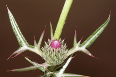 Notobasis syriaca