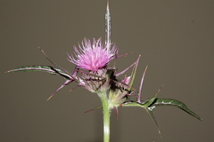 Notobasis syriaca