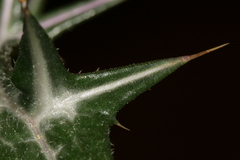 Notobasis syriaca