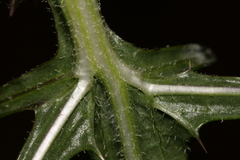 Notobasis syriaca
