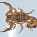 Jalisco Coast Scorpion - Photo (c) Don Loarie, some rights reserved (CC BY)