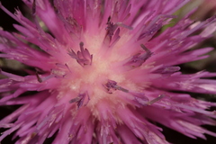 Notobasis syriaca