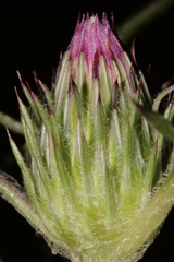 Notobasis syriaca