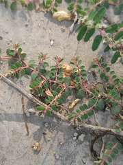 Euphorbia makinoi