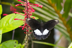 Papilio ambrax