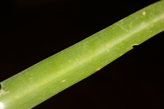 Vagaria parviflora