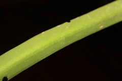 Vagaria parviflora