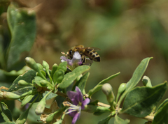 Apis mellifera