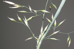 Piptatherum holciforme