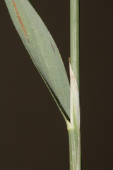Piptatherum holciforme