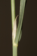 Piptatherum holciforme