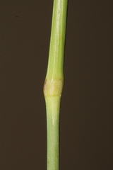 Piptatherum holciforme