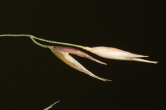 Piptatherum holciforme