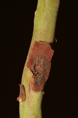 Arbutus andrachne