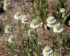 Dipsacus laciniatus