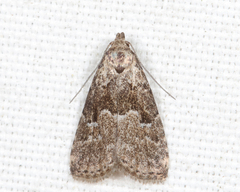 Hypenodes franclemonti