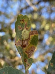 Andricus pattersonae