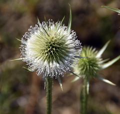 Dipsacus laciniatus