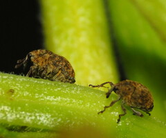 Acanthoscelidius acephalus