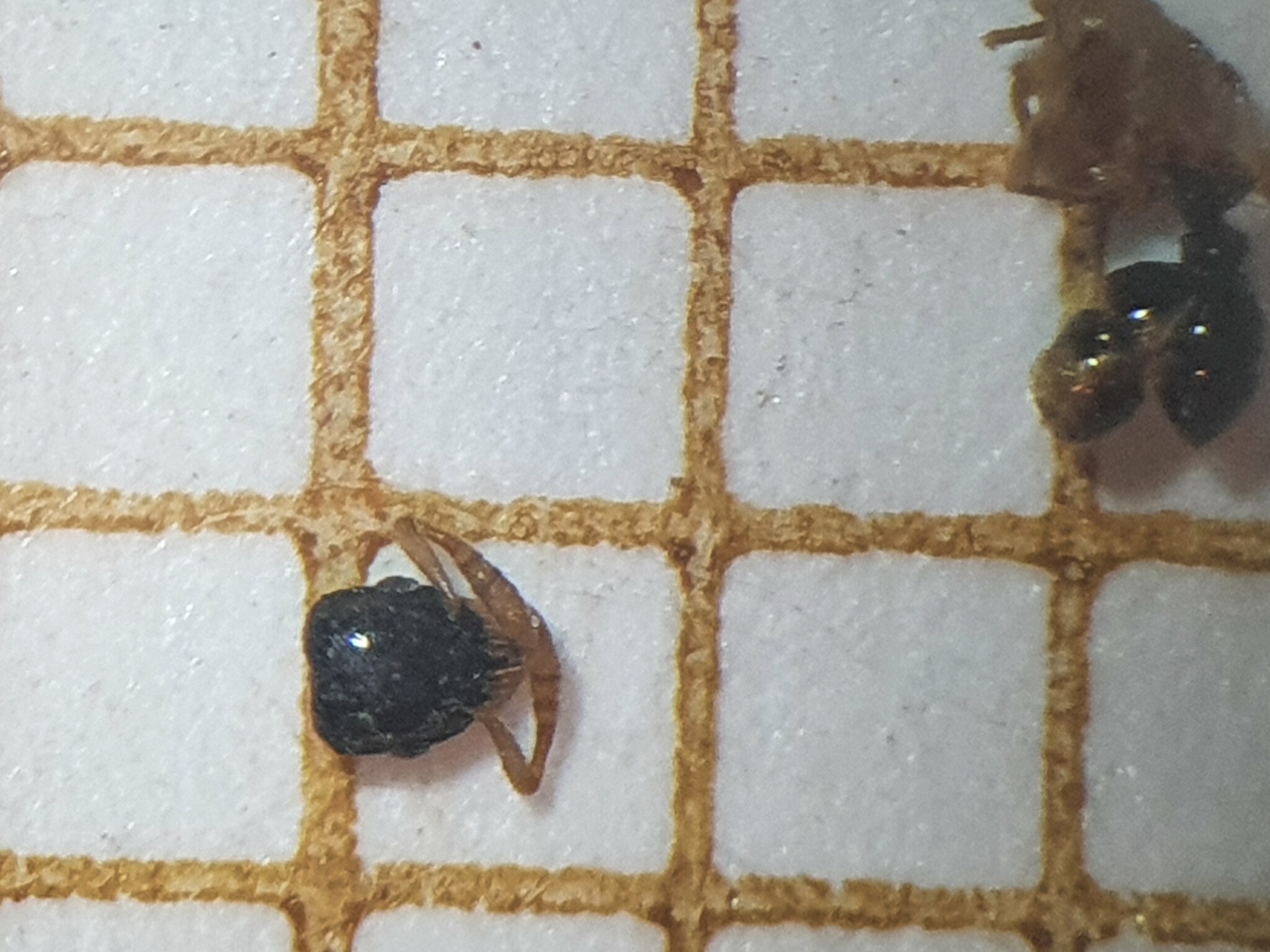 Tetramorium flavithorax