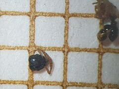 Tetramorium flavithorax