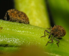 Acanthoscelidius acephalus