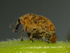 Acanthoscelidius acephalus