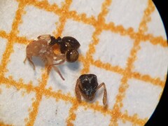 Tetramorium flavithorax
