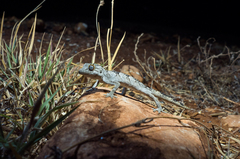 Strophurus ciliaris