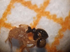 Tetramorium flavithorax