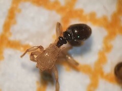 Tetramorium flavithorax