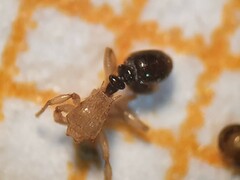Tetramorium flavithorax