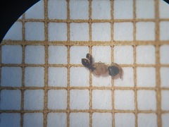Tetramorium flavithorax
