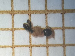 Tetramorium flavithorax