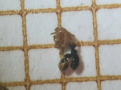 Tetramorium flavithorax