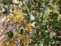 Searsia populifolia