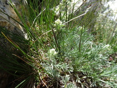 Artemisia umbelliformis