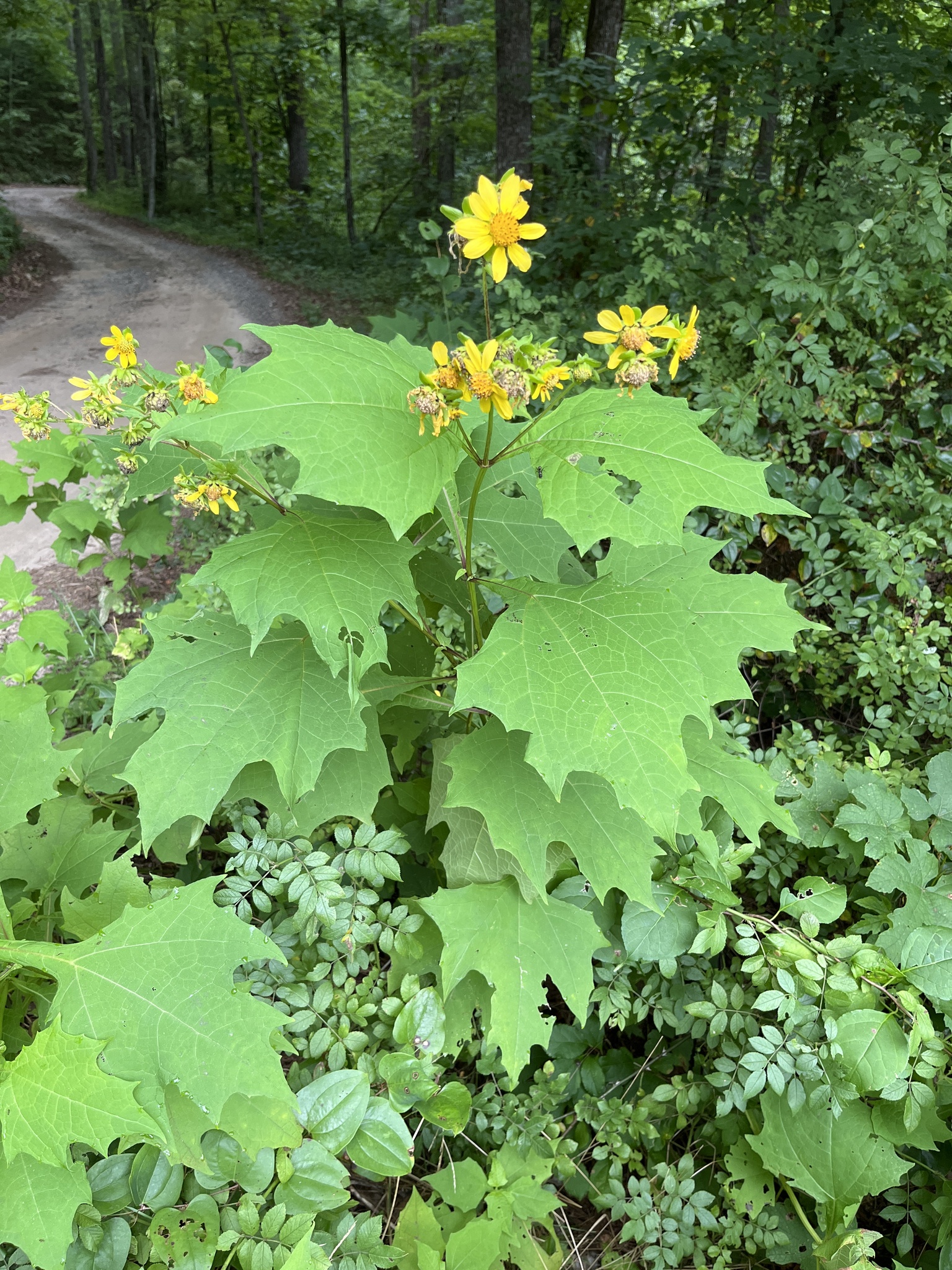Smallanthus uvedalia