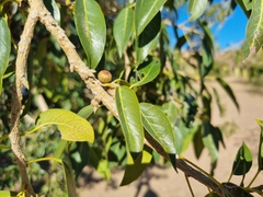 Ficus ilicina