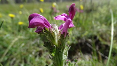 Pedicularis cenisia