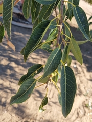 Ficus ilicina